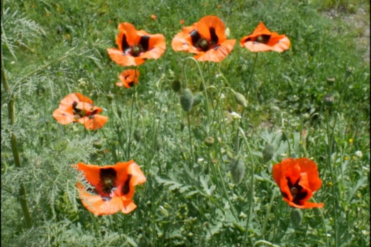 Lloyd Dunn: The Hypnagogic Cycles